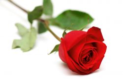 Rose - Liebe, Schönheit und Vergänglichkeit (ganzjährig, Import)