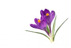 Krokus - Himmlische Glückseligkeit, Inbegriff des Lieblichen (Frühjahr)